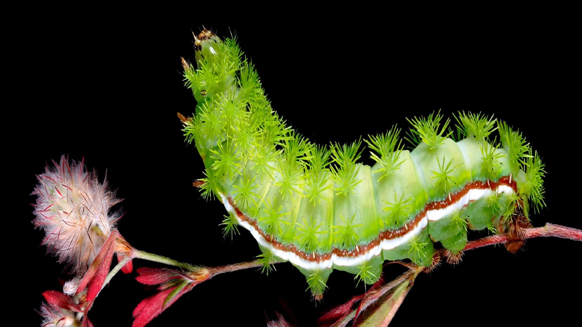 The Extraordinary Caterpillar Screening & Panel Discussion at Schreiner University