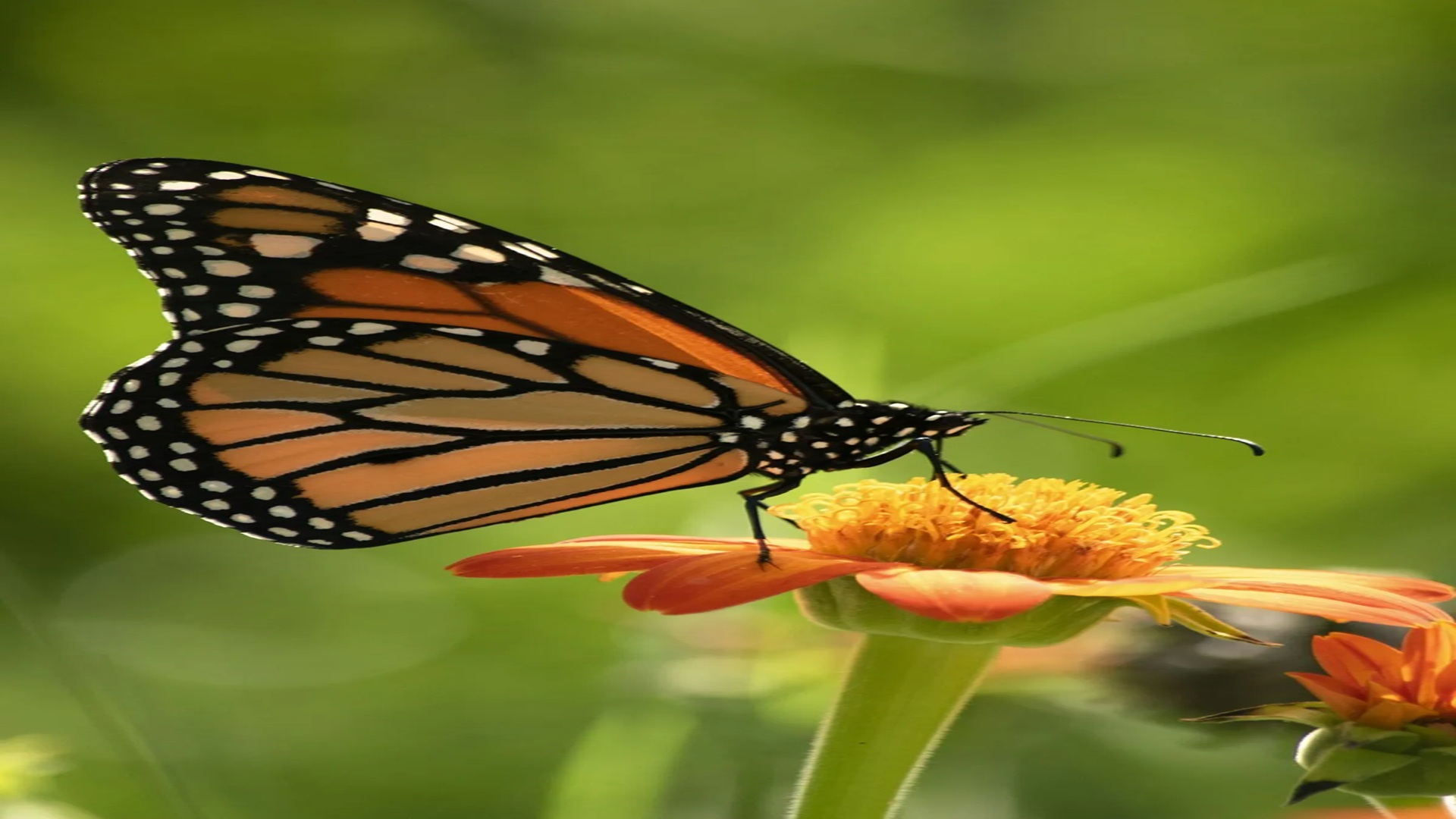 Butterfly Walk and Talk at Riverside Nature Center
