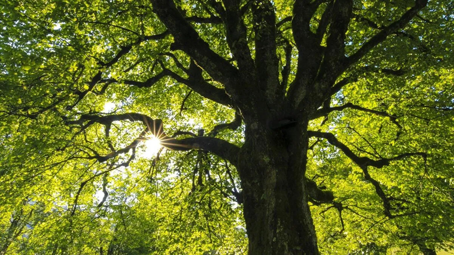 TREES - Volunteer Info Meeting at Riverside Nature Center