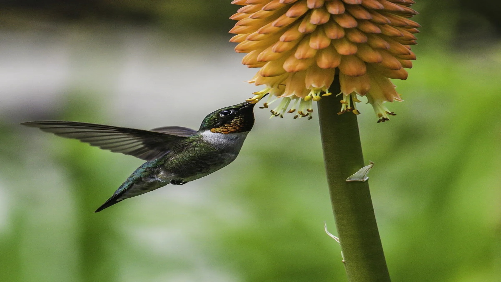 October Bird Walk & Talk at Riverside Nature Center